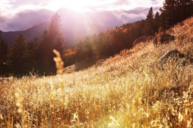 Güneşli sonbahar çayır doğa doğal görünümü  