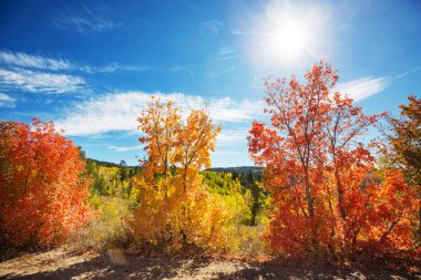 Sarı tonlarda sonbahar sahnesi