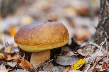 Sonbahar sezonu içinde mantar