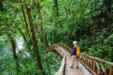 Yeşil tropikal ormanda yürüyüş, Kosta Rika, Orta Amerika