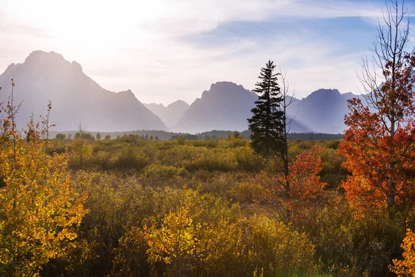 Couleurs Vives Saison Automne Dans Parc National Grand Teton Wyoming — Photo