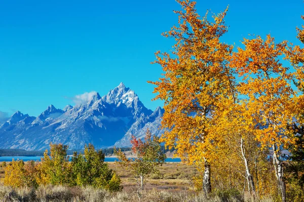 Colores Brillantes Temporada Otoño Parque Nacional Grand Teton Wyoming — Foto de Stock