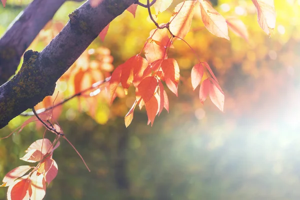Colorful Yellow Leaves Autumn Season Close Shot Suitable Background Image — Stock Photo, Image