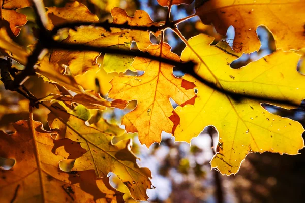 Hojas Amarillas Coloridas Temporada Otoño Primer Plano Tiro Apto Para —  Fotos de Stock