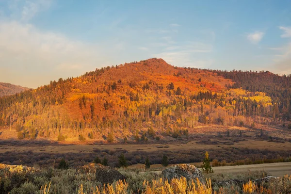 Autumn Scene Yellow Tones — Stock Photo, Image