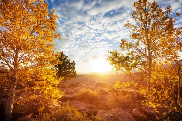 Sarı Tonlarda Sonbahar Sahnesi — Stok fotoğraf