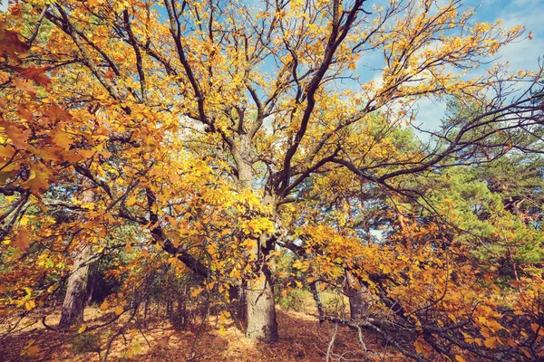 Φθινοπωρινή Σκηνή Κίτρινες Αποχρώσεις — Φωτογραφία Αρχείου