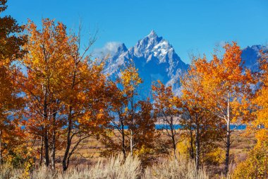 Güz mevsiminin parlak renkleri Grand Teton Ulusal Parkı, Wyoming, ABD