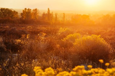 Sarı tonlarda sonbahar sahnesi