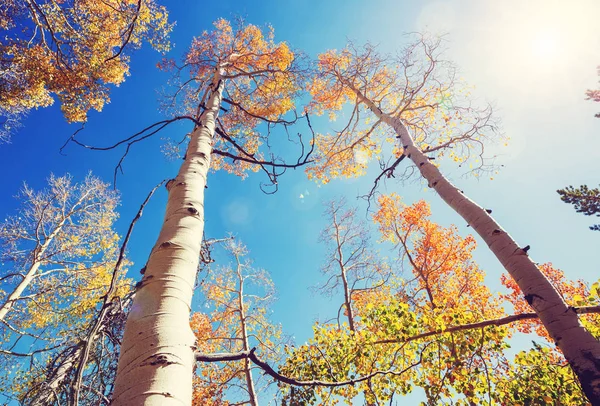 Colorida Escena Bosque Soleado Temporada Otoño Con Árboles Amarillos Día —  Fotos de Stock