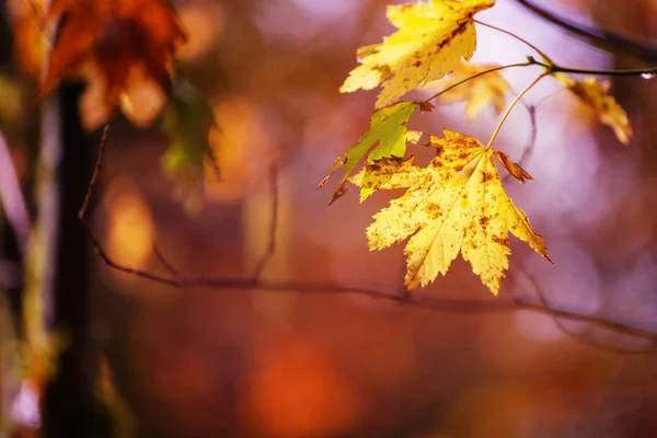 Hojas Amarillas Coloridas Temporada Otoño Primer Plano Tiro Apto Para — Foto de Stock