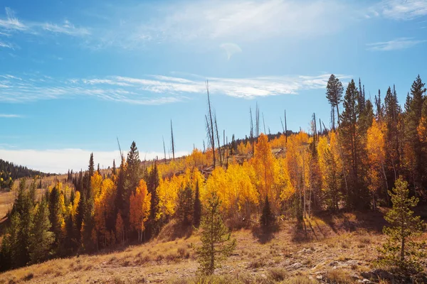 Herbstszene Gelbtönen — Stockfoto