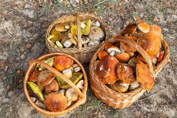 蘑菇在秋天的季节 — 图库照片