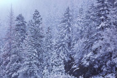 Kış mevsiminde karla kaplı orman manzarası. Noel arkaplanı için iyi.
