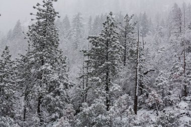 Kış mevsiminde karla kaplı orman manzarası. Noel arkaplanı için iyi.