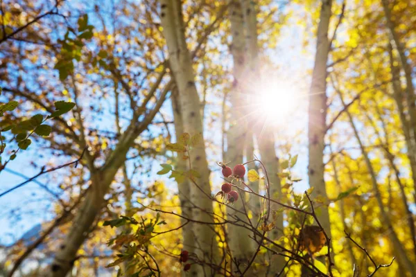 Cena Floresta Ensolarada Colorida Temporada Outono Com Árvores Amarelas Dia — Fotografia de Stock