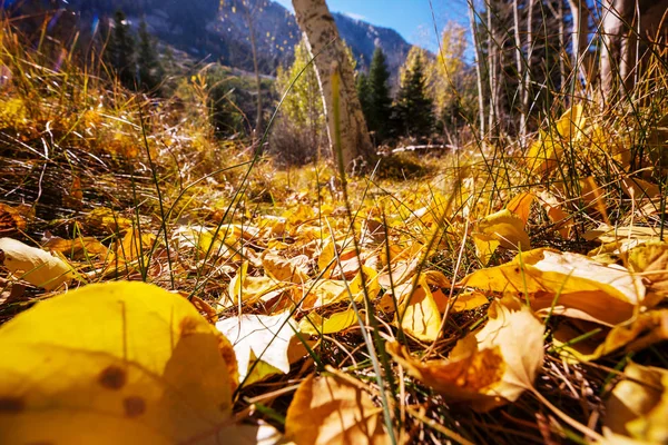 Scène Forêt Ensoleillée Colorée Automne Avec Des Arbres Jaunes Par — Photo