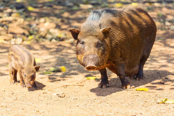 Piękna Świnka Chiński Nowy Rok 2019 Znak Zodiaku Świnia — Zdjęcie stockowe