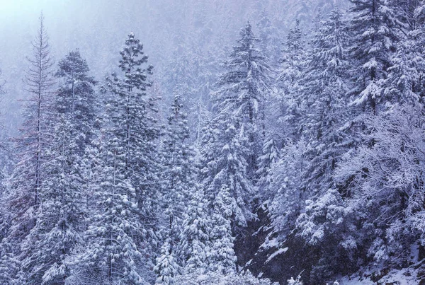 Malerischer Schneebedeckter Wald Der Wintersaison Gut Für Den Weihnachtlichen Hintergrund — Stockfoto