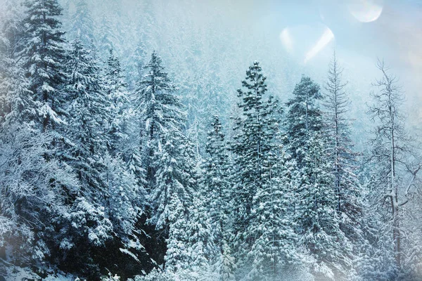 Téli Évszakban Hófödte Erdő Karácsonyi Háttér — Stock Fotó