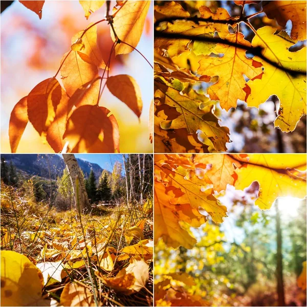 Collage Otoño Naranja Amarillo — Foto de Stock