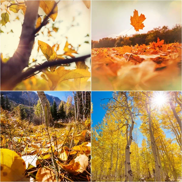 Collage Otoño Naranja Amarillo —  Fotos de Stock
