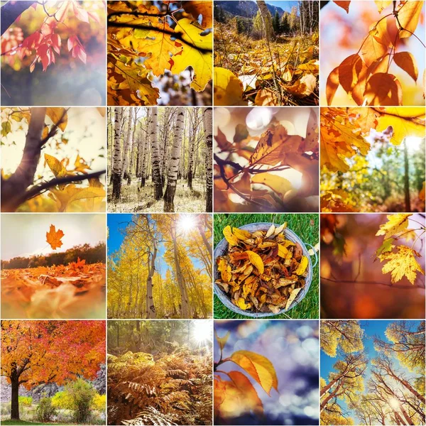 Oranje Gele Herfst Collage — Stockfoto