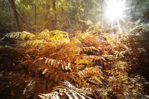 Colorida Escena Bosque Soleado Temporada Otoño Con Árboles Amarillos Día —  Fotos de Stock