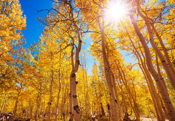 Bunte Sonnige Waldlandschaft Herbst Mit Gelben Bäumen Bei Klarem Tag — Stockfoto