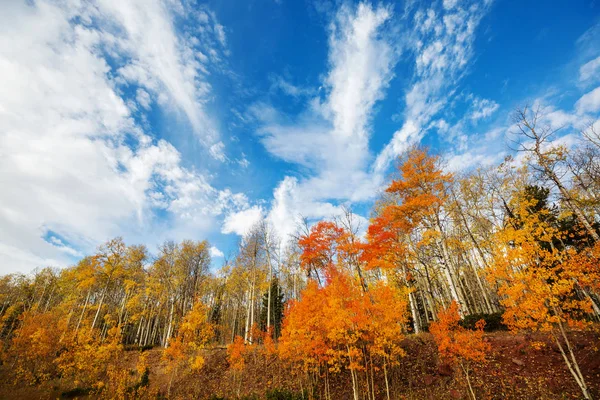 Sonbahar Mevsiminde Açık Havada Sarı Ağaçlarla Güneşli Bir Orman Sahnesi — Stok fotoğraf