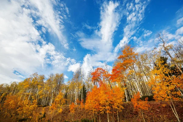 Colorida Escena Bosque Soleado Temporada Otoño Con Árboles Amarillos Día — Foto de Stock