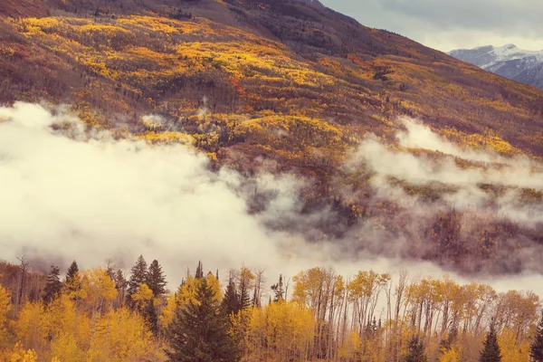 Farbenfroher Gelber Herbst Colorado Usa Herbstsaison — Stockfoto