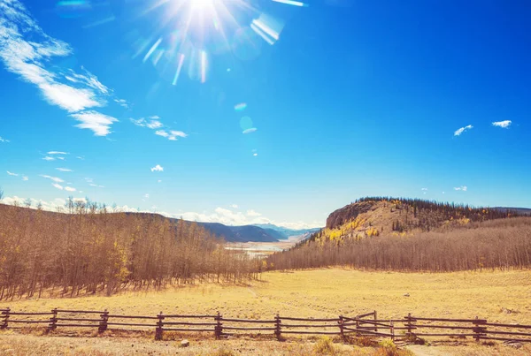 Automne Jaune Coloré Dans Colorado États Unis Saison Automne — Photo