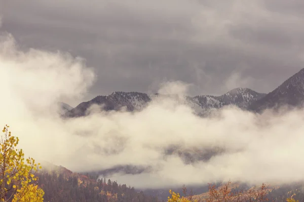 Színes Sárga Ősz Colorado Egyesült Államok Őszi Szezon — Stock Fotó