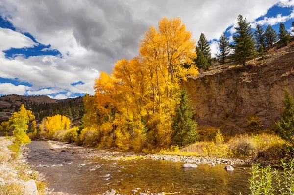 Färgglad Gul Höst Colorado Usa Höstsäsong — Stockfoto