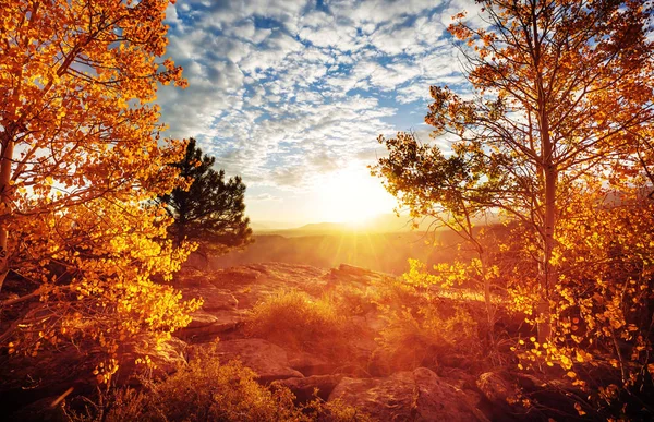 Escena Otoño Tonos Amarillos —  Fotos de Stock