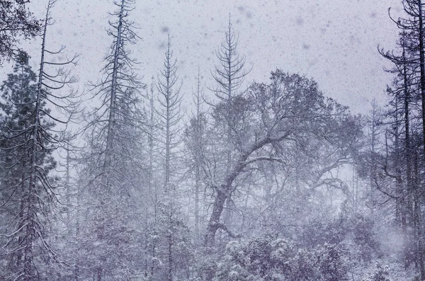 Blizzard Enneigé Dans Forêt — Photo
