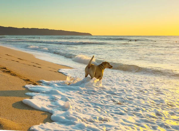 Собака Пляже Острове Гавайи — стоковое фото