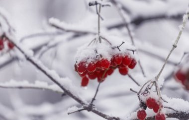Kırmızı çilek kartopu kış sezonunda donmuş.