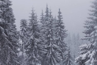 Kış mevsiminde karla kaplı orman manzarası. Noel arkaplanı için iyi.