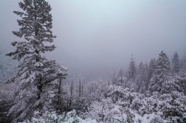 Kış mevsiminde karla kaplı orman manzarası. Noel arkaplanı için iyi.