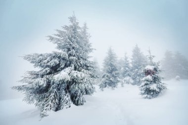 Kış mevsiminde karla kaplı orman manzarası. Noel arkaplanı için iyi.