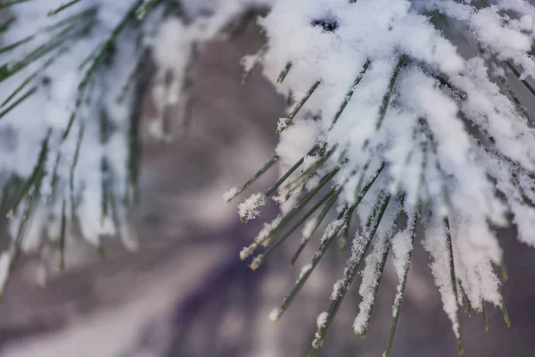 Floresta Coberta Neve Pitoresca Inverno — Fotografia de Stock