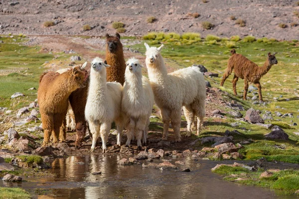 Llama Área Remota Argentina — Fotografia de Stock