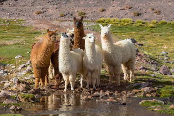 Llama Área Remota Argentina — Fotografia de Stock