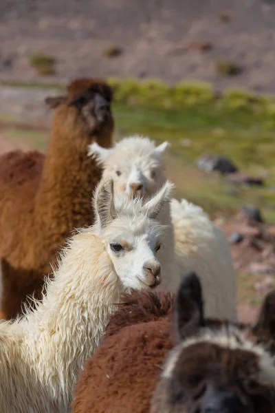 Arjantin uzak alandaki Lama