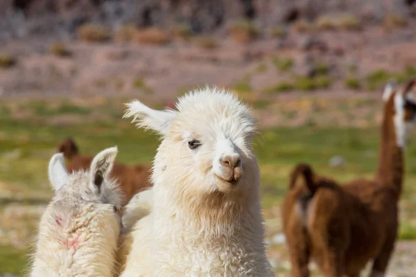 Llama Zona Remota Argentina — Foto de Stock