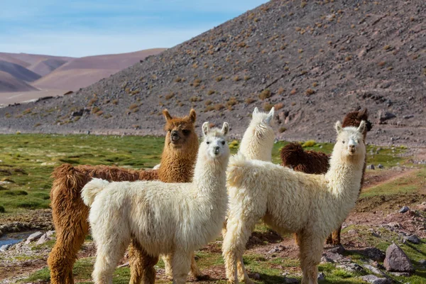 Lama Dans Une Région Reculée Argentine — Photo