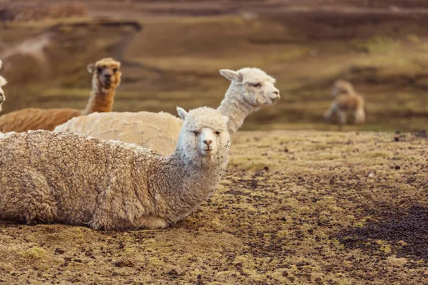 Llama Área Remota Argentina — Fotografia de Stock