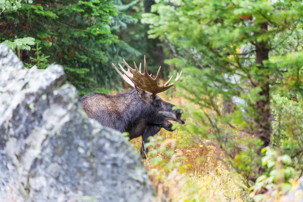 Moose Herfst Bos — Stockfoto